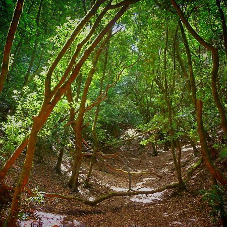 La Trinidad Daire La Laguna  Dış mekan fotoğraf