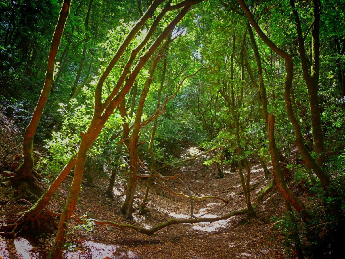 La Trinidad Daire La Laguna  Dış mekan fotoğraf